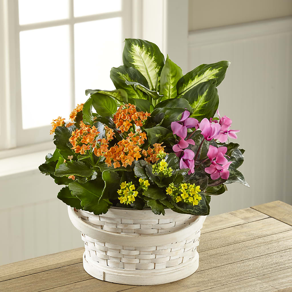 Color Crush Dishgarden – Moreno Valley Flower Box, Moreno Valley CA