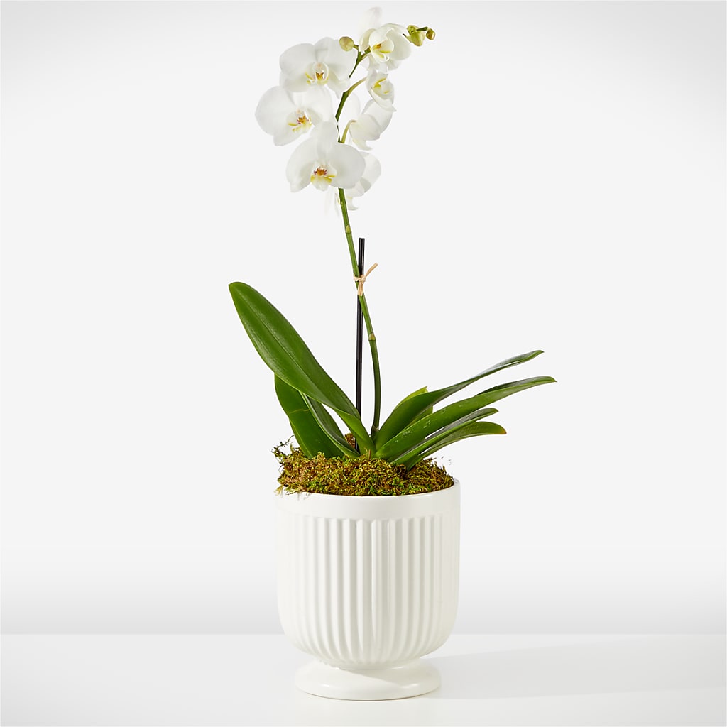 Whispering White Orchid – Moreno Valley Flower Box, Moreno Valley CA