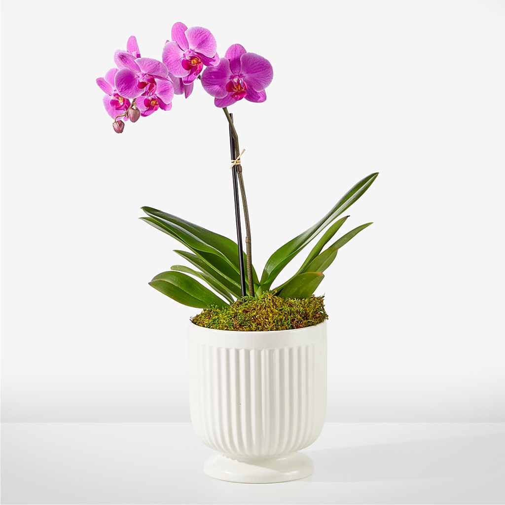 Friendly Fuchsia Orchid – Moreno Valley Flower Box, Moreno Valley CA