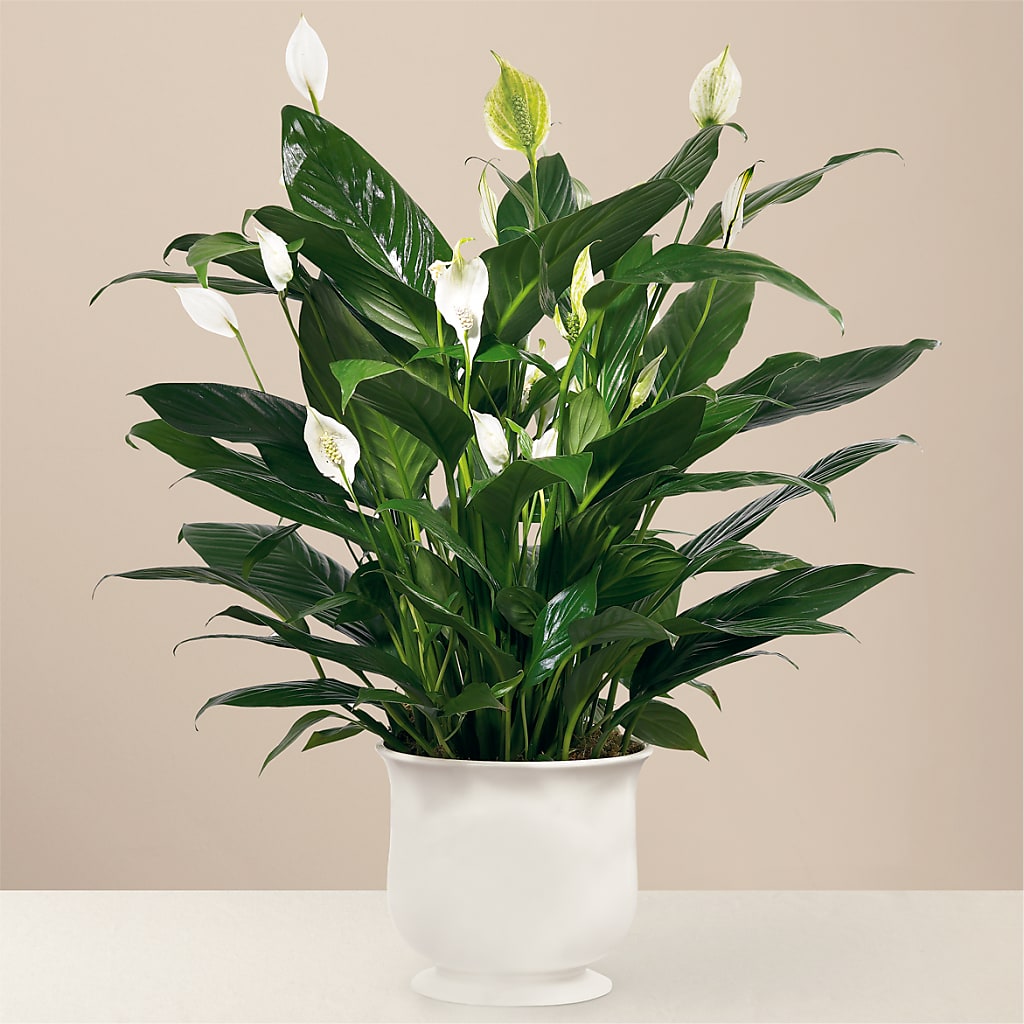 Comfort Planter – Moreno Valley Flower Box, Moreno Valley CA