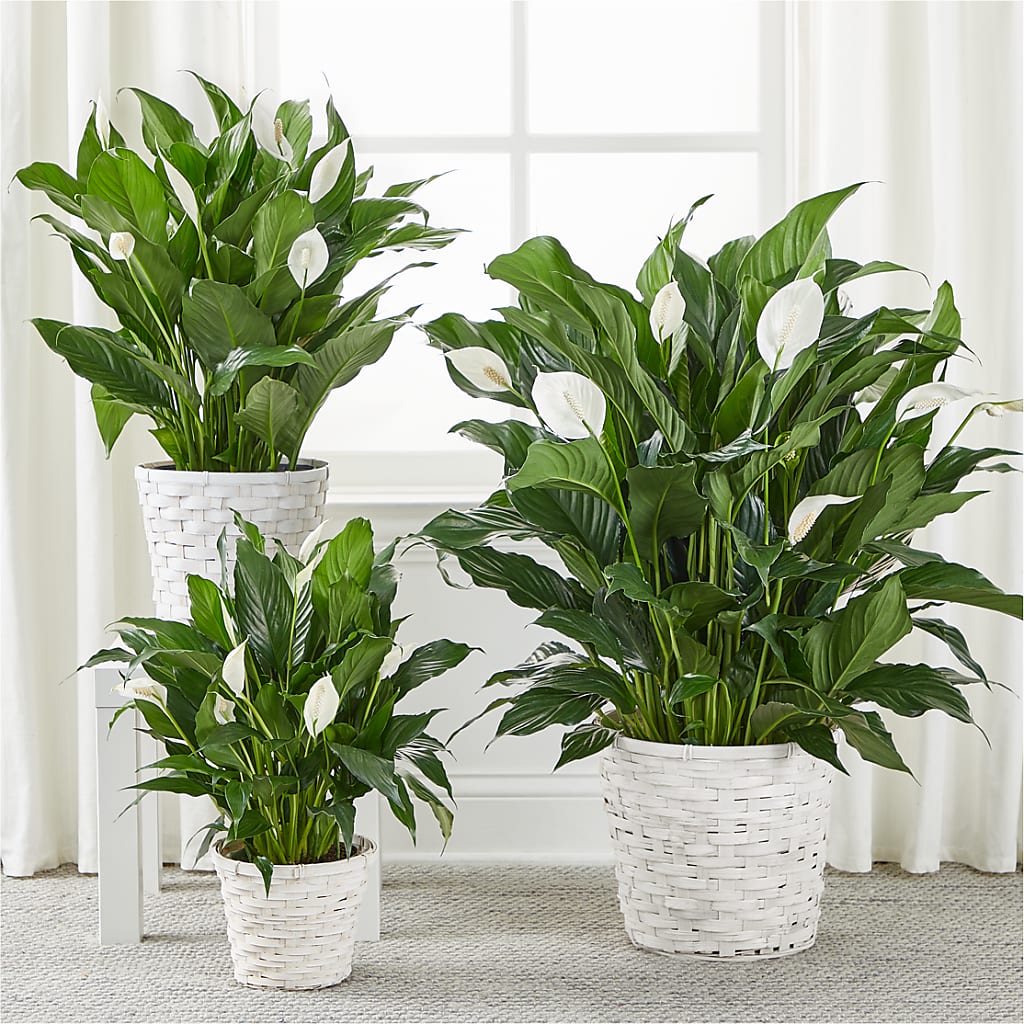 A New Leaf Peace Lily – Moreno Valley Flower Box, Moreno Valley CA