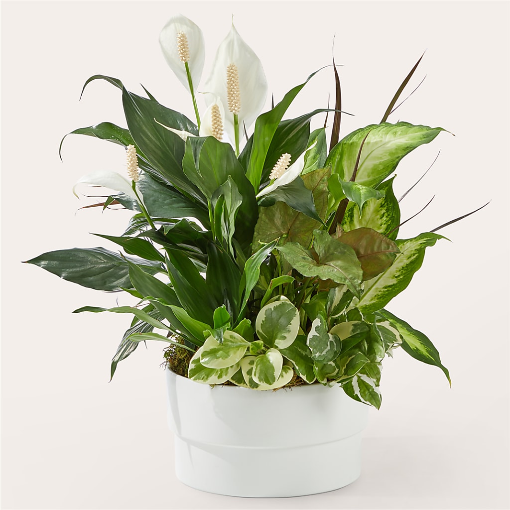 Radiating Positivity Dishgarden – Moreno Valley Flower Box, Moreno Valley CA