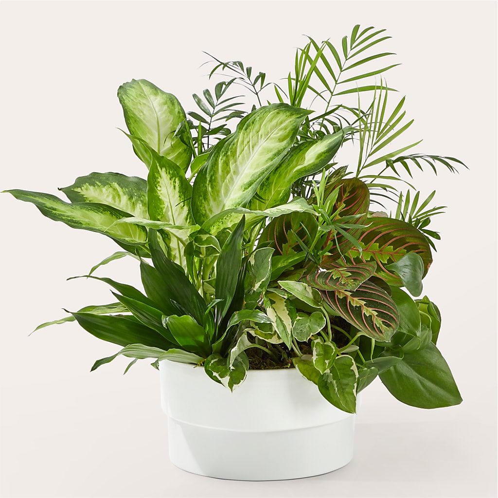 Radiating Positivity Dishgarden – Moreno Valley Flower Box, Moreno Valley CA