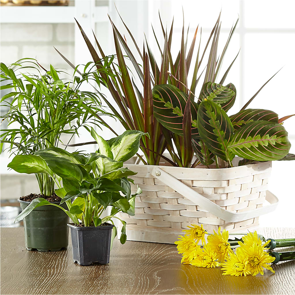 Florist Designed Blooming and Green Plants in a Basket –  Moreno Valley Flower Box, Moreno Valley CA