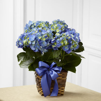 Blue Hydrangea Planter –  Moreno Valley Flower Box, Moreno Valley CA