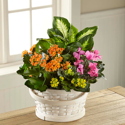 Color Crush Dishgarden –  Moreno Valley Flower Box, Moreno Valley CA