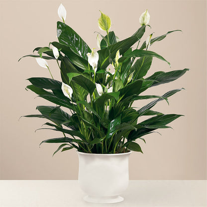 Comfort Planter –  Moreno Valley Flower Box, Moreno Valley CA