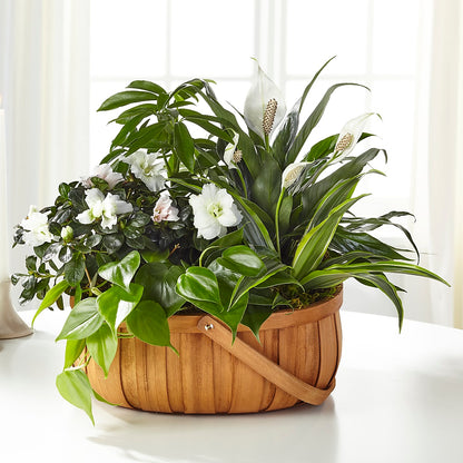 Serene Dishgarden –  Moreno Valley Flower Box, Moreno Valley CA
