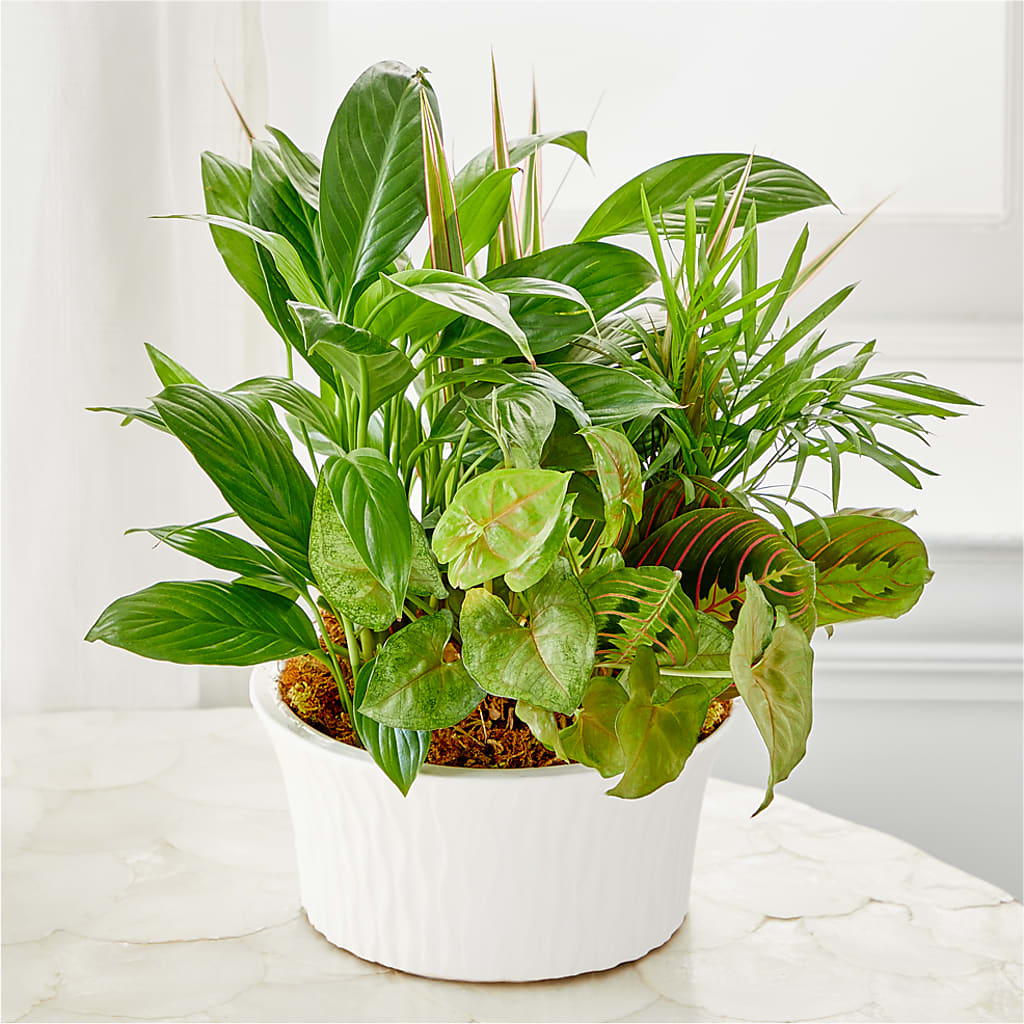Balance & Harmony Dishgarden –  Moreno Valley Flower Box, Moreno Valley CA