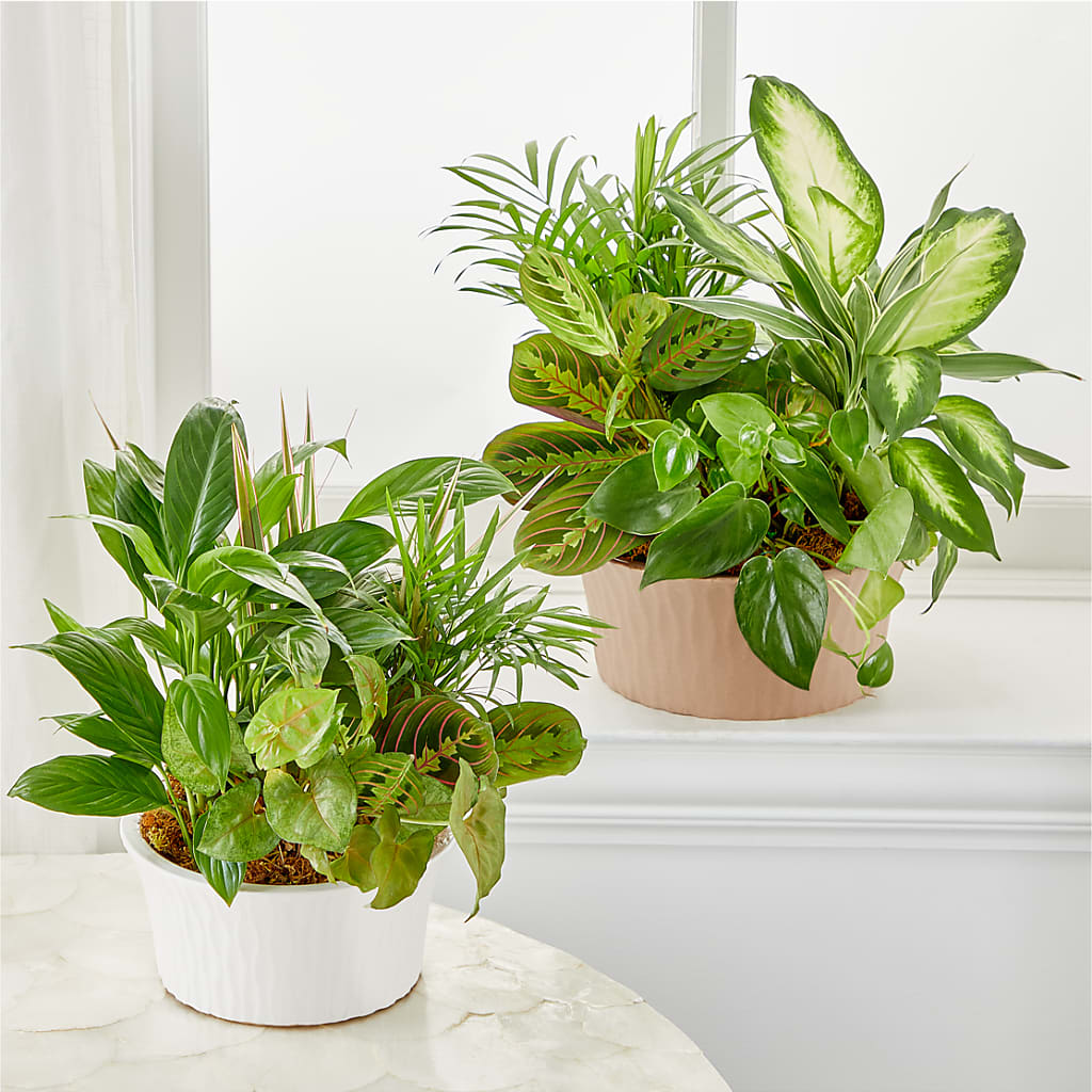 Balance & Harmony Dishgarden –  Moreno Valley Flower Box, Moreno Valley CA